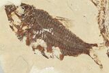 3.4" Cretaceous Predatory Fish (Eurypholis) Fossil - Hjoula, Lebanon - #201366-3